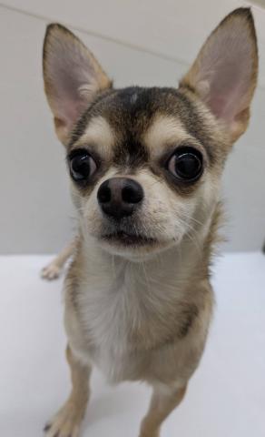 チワワ（スムースコート）