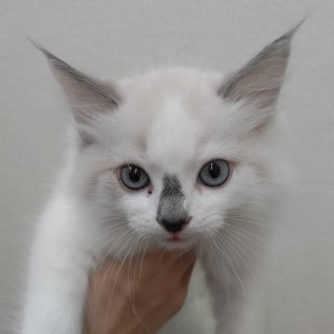 新潟県のラグドール (ペットアミ 小千谷店/2025年9月5日生まれ/男の子/ブルーポイントバイカラー)の子猫