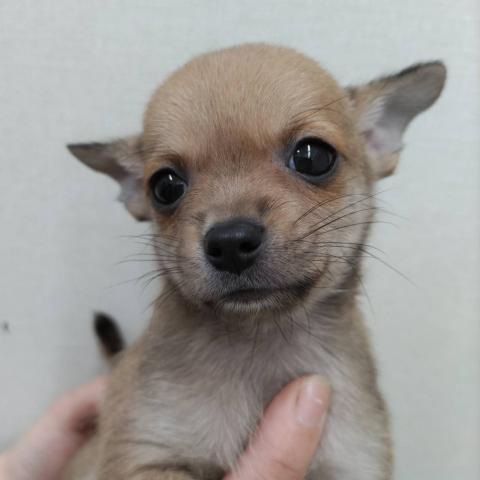 新潟県のハーフ犬・ミックス犬 (ペットアミ 小千谷店/2025年8月31日生まれ/男の子/クリーム)の子犬