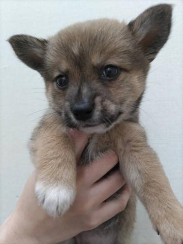 新潟県のハーフ犬・ミックス犬 (ペットアミ 小千谷店/2025年9月6日生まれ/女の子/レッドホワイト)の子犬