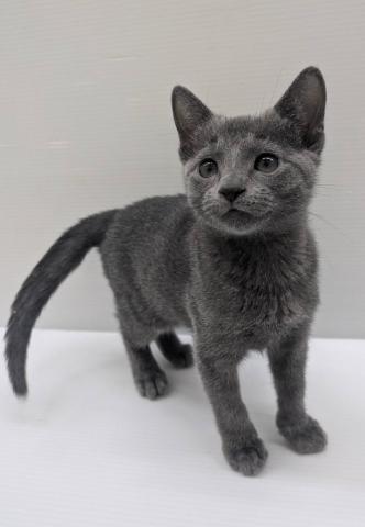 ロシアンブルー