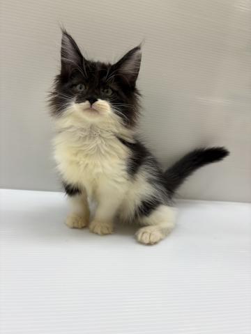 宮城県のメインクーン (ペットアミ 佐沼店/2025年8月13日生まれ/男の子/ブラックホワイト)の子猫の1枚目の画像