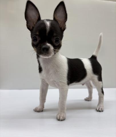 宮城県のチワワ(スムース) (ペットアミ 佐沼店/2025年8月16日生まれ/男の子/ホワイトブラック)の子犬の1枚目の画像