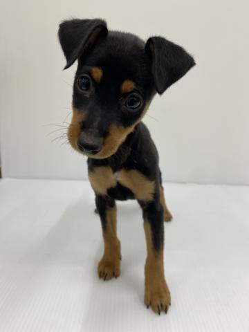 和歌山県のミニチュアピンシャー (ペットアミ 紀の川店/2025年8月28日生まれ/男の子/ブラックタン)の子犬の1枚目の画像