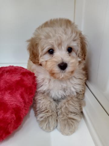 三重県のマルプー(マルチーズ×プードル) (ペットアミ 明和店/2025年8月28日生まれ/男の子/その他色)の子犬