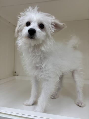 三重県のポメプー(ポメラニアン×プードル) (ペットアミ 明和店/2025年5月23日生まれ/女の子/クリームホワイト)の子犬