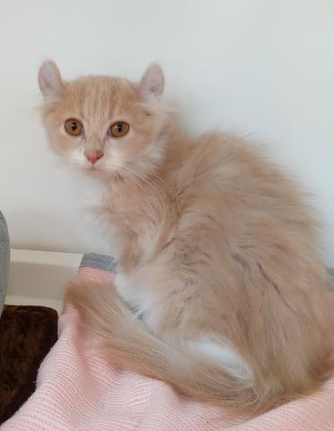 アメリカンカール