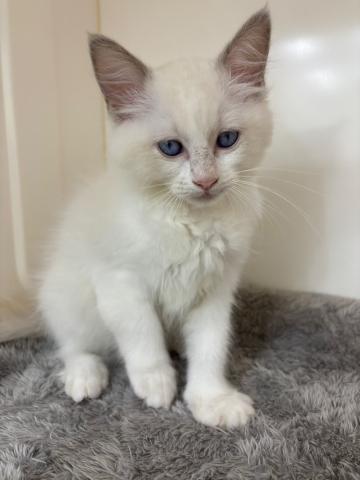 三重県のラグドール (ペットアミ 明和店/2025年7月16日生まれ/女の子/ブルーポイントバイカラー)の子猫