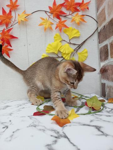 秋田県のMIX（雑種） (ペットアミ 能代東インター店/2025年9月6日生まれ/男の子/ルディ)の子猫の3枚目の画像