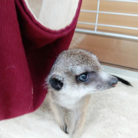 ミーアキャット