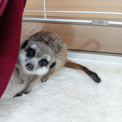 ミーアキャット