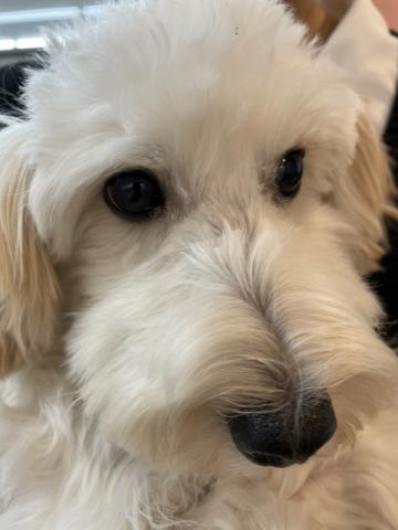 MIXトイプードル×マルチーズ