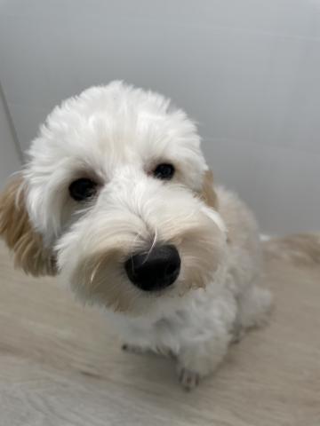 MIXトイプードル×マルチーズ