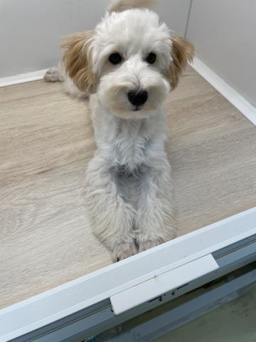 MIXトイプードル×マルチーズ