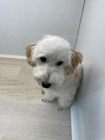 MIXトイプードル×マルチーズ