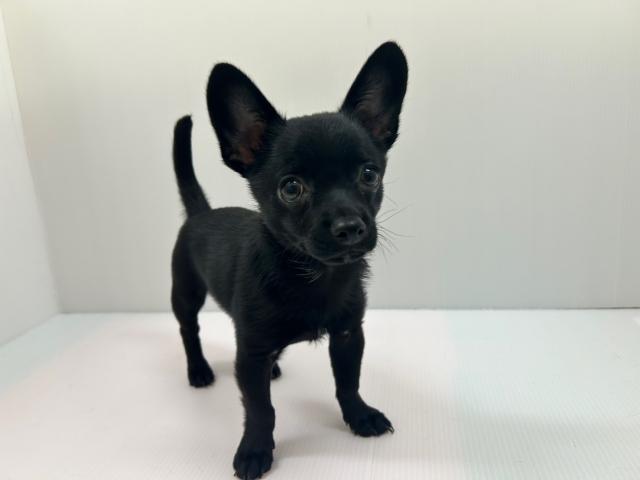 千葉県のハーフ犬・ミックス犬 (ペットアミ 館山店/2025年6月29日生まれ/女の子/ブラック)の子犬の1枚目の画像