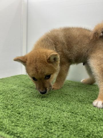 秋田県の柴犬(標準サイズ) (ペットアミ 本荘インター店/2025年5月31日生まれ/男の子/レッド)の子犬の3枚目の画像