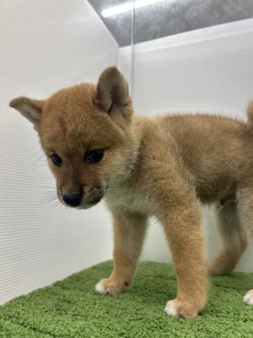 秋田県の柴犬(標準サイズ) (ペットアミ 本荘インター店/2025年5月31日生まれ/男の子/レッド)の子犬の4枚目の画像