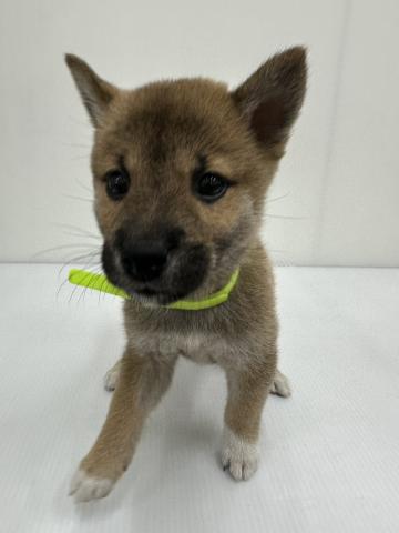 和歌山県の柴犬(標準サイズ) (ペットアミ 紀の川店/2025年8月15日生まれ/女の子/赤)の子犬の1枚目の画像