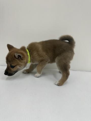 和歌山県の柴犬(標準サイズ) (ペットアミ 紀の川店/2025年8月15日生まれ/女の子/赤)の子犬の2枚目の画像