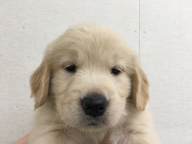 ゴールデンレトリーバー子犬