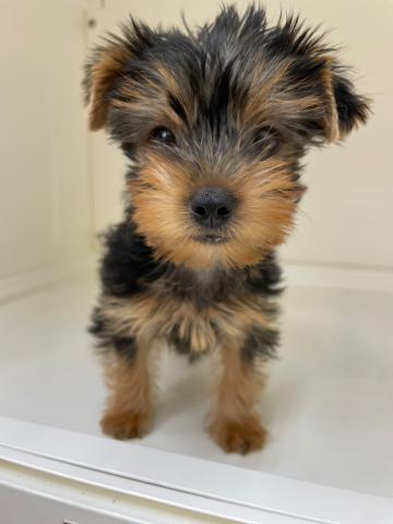 ヨークシャーテリア