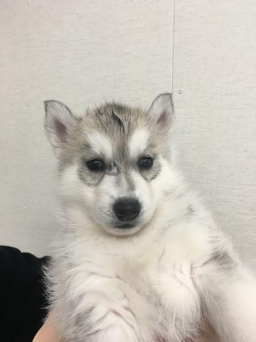 シベリアンハスキー子犬