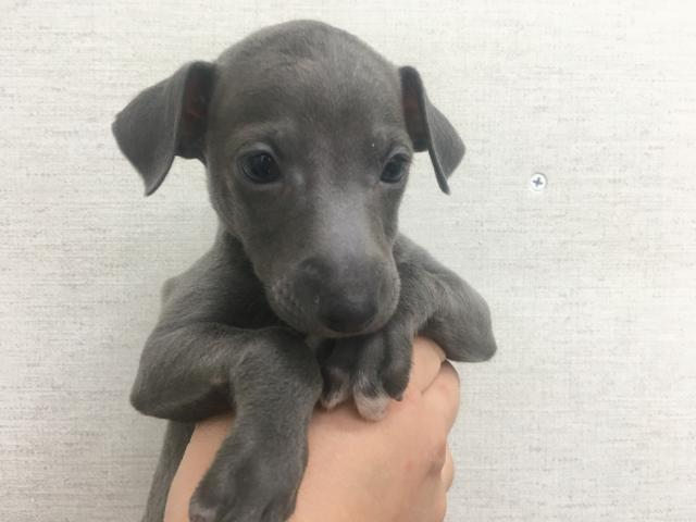 イタリアングレーハウンド子犬