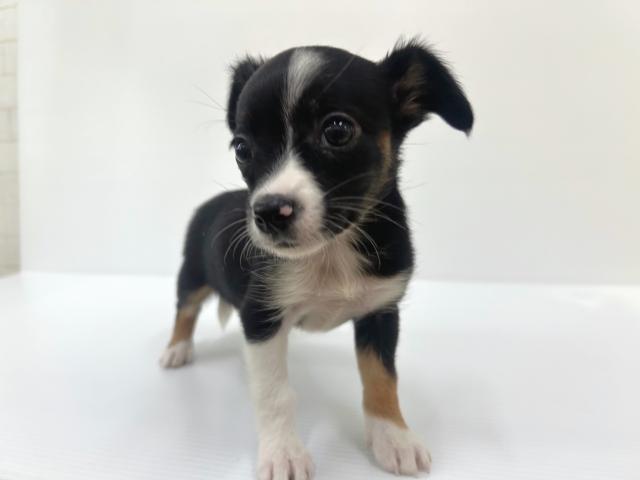 秋田県のチワックス(チワワ×ダックス) (ペットアミ 秋田卸町店/2025年8月16日生まれ/女の子/ブラックブラックタン＆ホワイト)の子犬