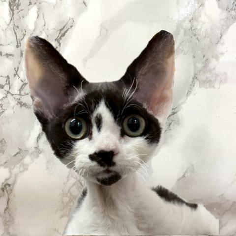 埼玉県のデボンレックス (NICO PET 三郷店/2025年8月9日生まれ/男の子/ブラックホワイト)の子猫の1枚目の画像