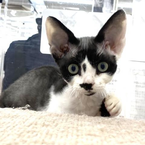 埼玉県のデボンレックス (NICO PET 三郷店/2025年8月9日生まれ/男の子/ブラックホワイト)の子猫の2枚目の画像