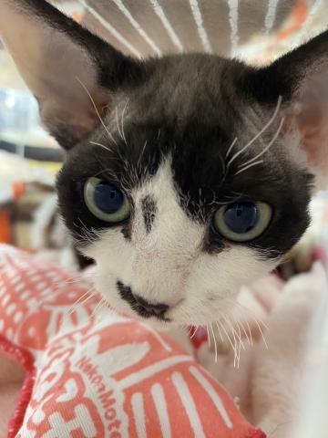 埼玉県のデボンレックス (NICO PET 三郷店/2025年8月9日生まれ/男の子/ブラックホワイト)の子猫の3枚目の画像