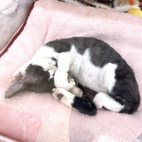 埼玉県のデボンレックス (NICO PET 三郷店/2025年8月9日生まれ/男の子/ブラックホワイト)の子猫の4枚目の画像