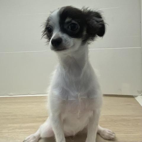 石川県のチワワ(ロング) (ペットアミ 津幡店/2025年6月20日生まれ/女の子/ホワイトブラック)の子犬の3枚目の画像