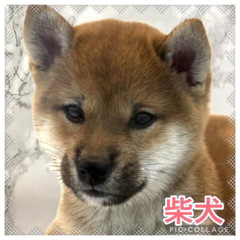 柴犬