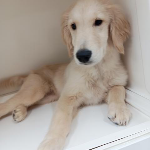 富山県のゴールデンレトリバー (ペットアミ宮野店/2025年6月21日生まれ/男の子/ゴールデン)の子犬の2枚目の画像