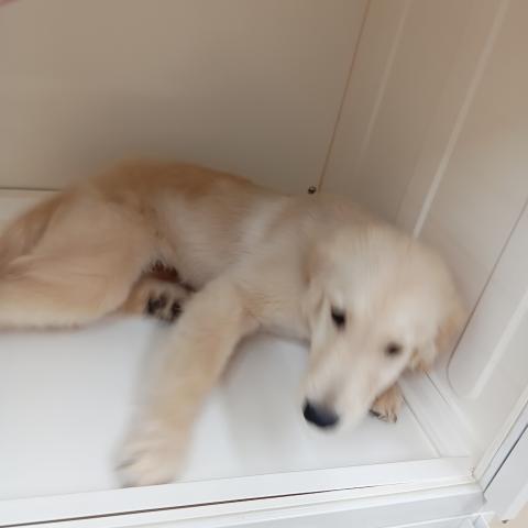 富山県のゴールデンレトリバー (ペットアミ宮野店/2025年6月21日生まれ/男の子/ゴールデン)の子犬の3枚目の画像