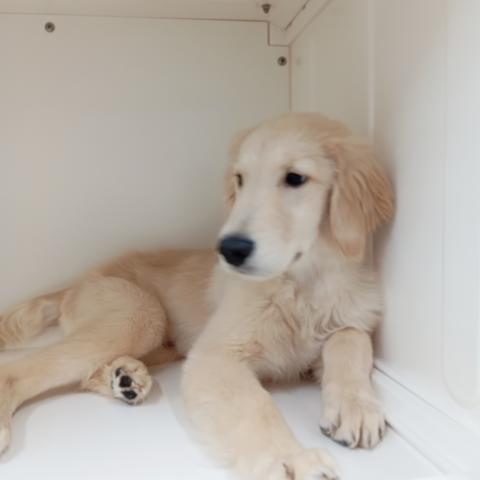 富山県のゴールデンレトリバー (ペットアミ宮野店/2025年6月21日生まれ/男の子/ゴールデン)の子犬の4枚目の画像