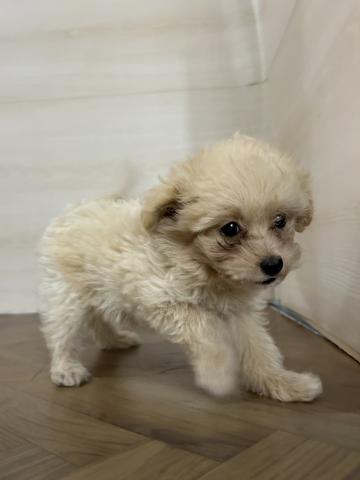和歌山県のポメプー(ポメラニアン×プードル) (ペットアミ 和歌山インター店/2025年8月17日生まれ/女の子/アプリコット)の子犬の2枚目の画像