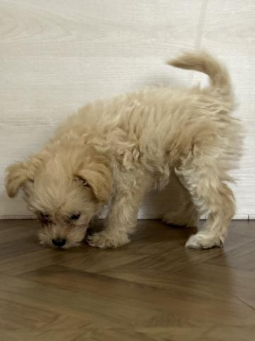 和歌山県のポメプー(ポメラニアン×プードル) (ペットアミ 和歌山インター店/2025年8月17日生まれ/女の子/アプリコット)の子犬の3枚目の画像