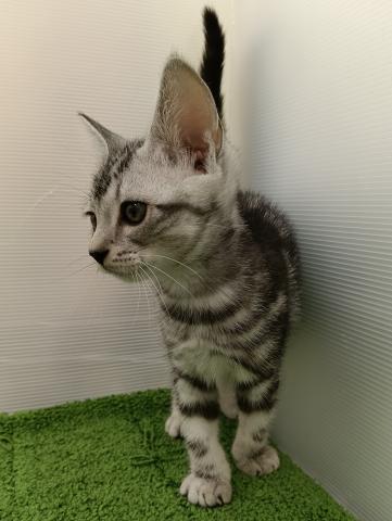秋田県のアメリカンショートヘアー (ペットアミ 本荘インター店/2025年8月28日生まれ/男の子/シルバータビー)の子猫の3枚目の画像