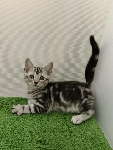 秋田県のアメリカンショートヘアー (ペットアミ 本荘インター店/2025年8月28日生まれ/男の子/シルバータビー)の子猫の4枚目の画像