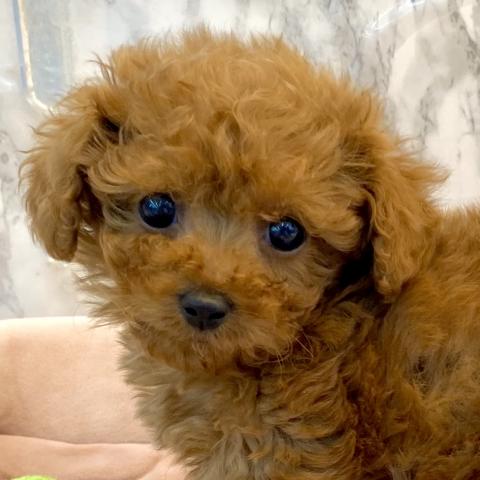 埼玉県のトイプードル(トイ) (NICO PET 三郷店/2025年9月6日生まれ/男の子/レッド)の子犬の1枚目の画像