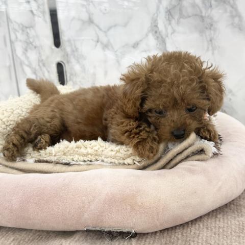 埼玉県のトイプードル(トイ) (NICO PET 三郷店/2025年9月6日生まれ/男の子/レッド)の子犬の2枚目の画像
