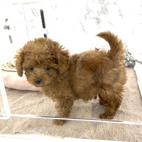 埼玉県のトイプードル(トイ) (NICO PET 三郷店/2025年9月6日生まれ/男の子/レッド)の子犬の3枚目の画像