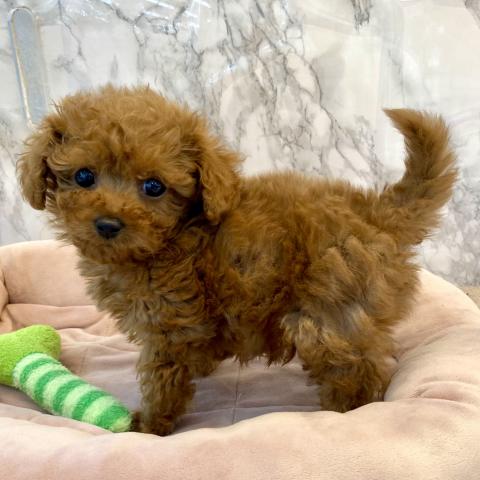 埼玉県のトイプードル(トイ) (NICO PET 三郷店/2025年9月6日生まれ/男の子/レッド)の子犬の4枚目の画像