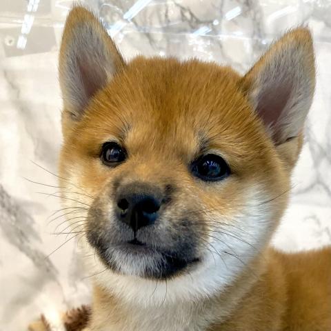 埼玉県の柴犬(標準サイズ) (NICO PET 三郷店/2025年9月12日生まれ/女の子/レッド)の子犬の1枚目の画像