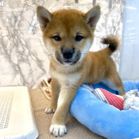 埼玉県の柴犬(標準サイズ) (NICO PET 三郷店/2025年9月12日生まれ/女の子/レッド)の子犬の2枚目の画像