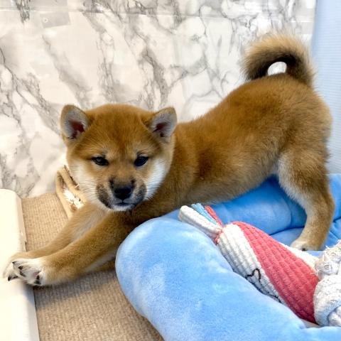 埼玉県の柴犬(標準サイズ) (NICO PET 三郷店/2025年9月12日生まれ/女の子/レッド)の子犬の3枚目の画像