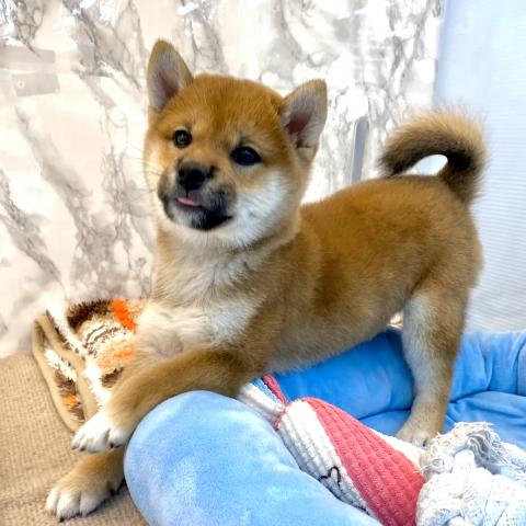 埼玉県の柴犬(標準サイズ) (NICO PET 三郷店/2025年9月12日生まれ/女の子/レッド)の子犬の4枚目の画像